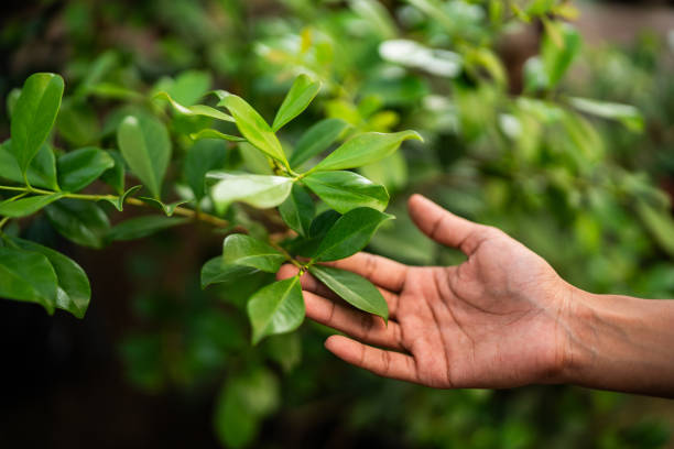 Reliable Maben, MS Tree Services Solutions