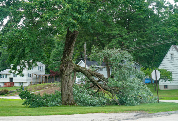 How Our Tree Care Process Works  in  Maben, MS